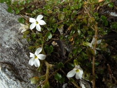 Lobelia glaberrima