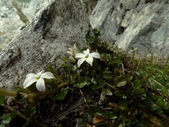 Lobelia glaberrima