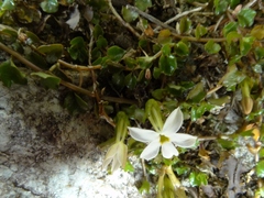 Lobelia glaberrima