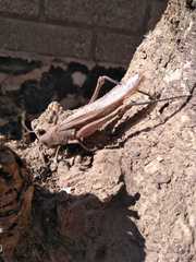 Cyrtacanthacridini