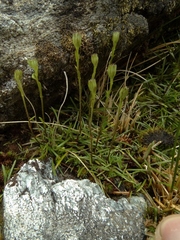 Abrotanella linearis