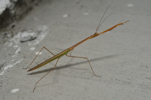 Stick Mantis