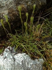 Abrotanella linearis