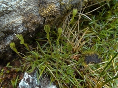 Abrotanella linearis