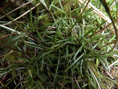 Abrotanella linearis