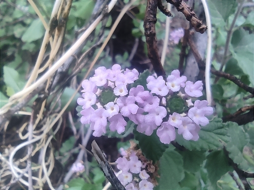 Image of Lantana velutina by (c) Mauricio Calderón, some rights reserved (CC BY)