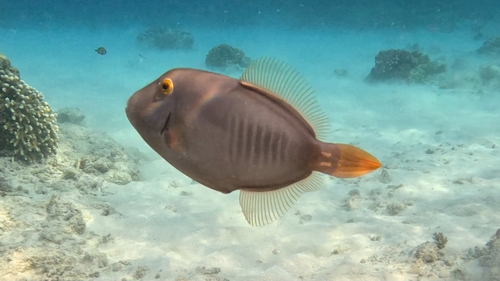 Barred Filefish — seen at this dive site