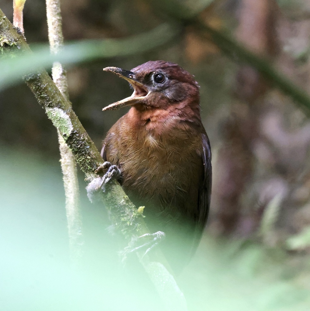 Ticotico Castaño, Clibanornis rubiginosus