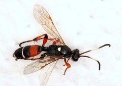 Ichneumon promissorius
