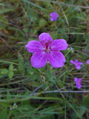 Geranium soboliferum