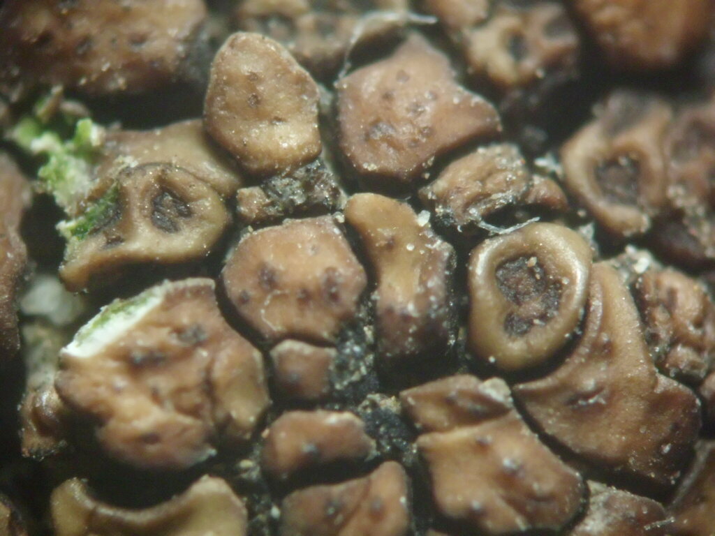Acarospora complanata