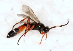 Ichneumon promissorius