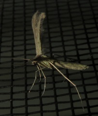 Exelastis phlyctaenias