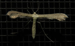 Exelastis phlyctaenias