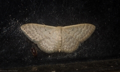 Idaea eretmopus