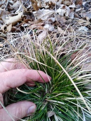 Carex umbellata