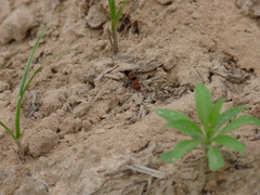 Pseudomethoca simillima
