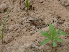 Pseudomethoca simillima