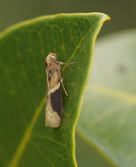 Ptyomaxia trigonogramma