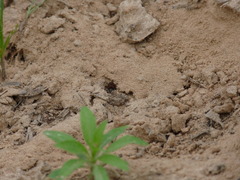 Pseudomethoca simillima