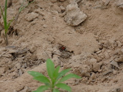 Pseudomethoca simillima