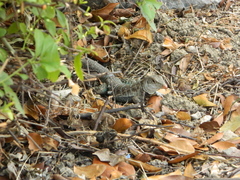 Pholidoscelis griswoldi