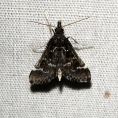 Diasemiodes janassialis