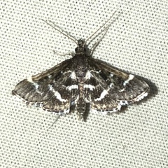 Diasemiodes janassialis