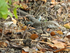 Pholidoscelis griswoldi