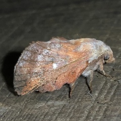 Phyllodesma occidentis