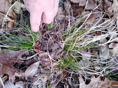 Carex umbellata