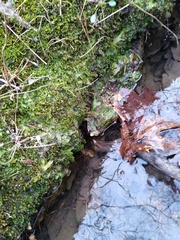 Conocephalum conicum