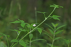 Geranium wilfordii