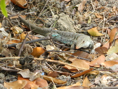 Pholidoscelis griswoldi