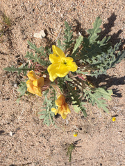 Oenothera primiveris bufonis