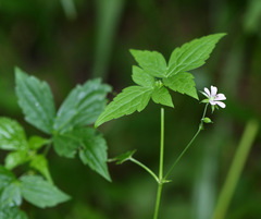 Geranium wilfordii