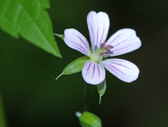 Geranium wilfordii