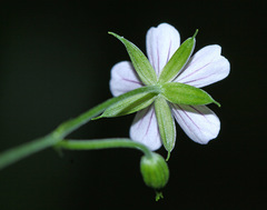Geranium wilfordii