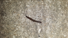 Cleidogona