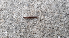 Cleidogona