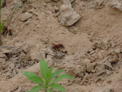 Pseudomethoca simillima