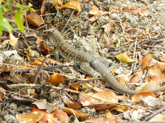Pholidoscelis griswoldi