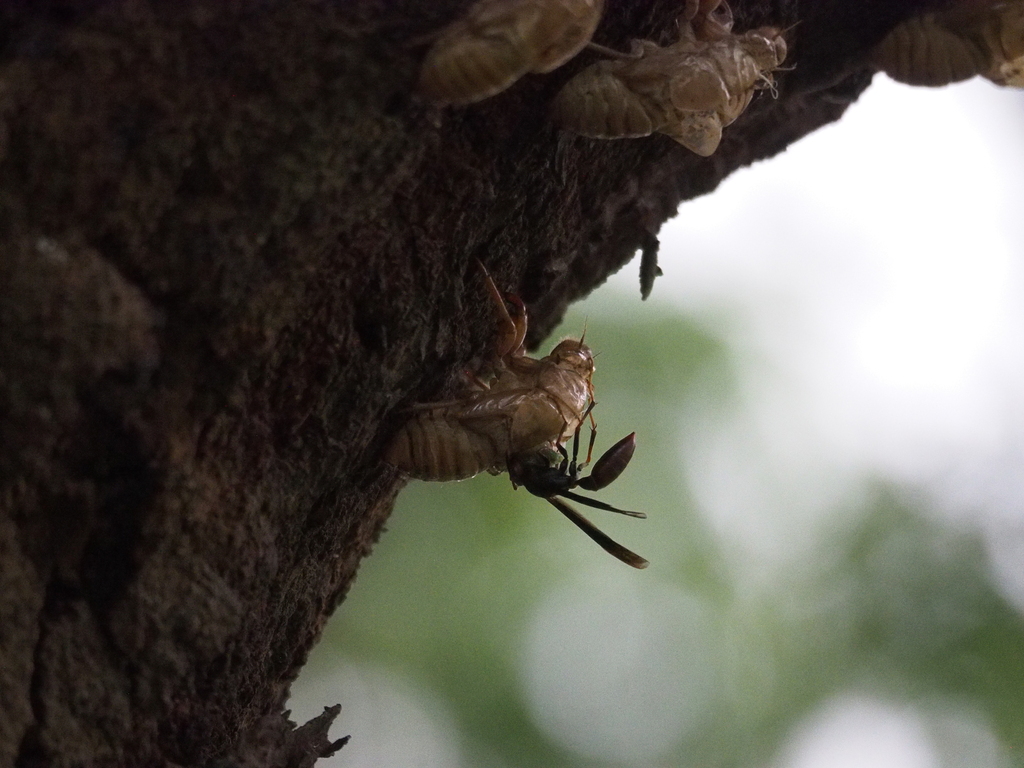 Polistes lanio