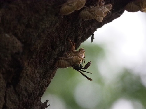 Avispa papelera carnicera