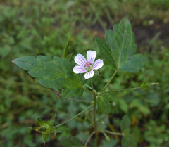 Geranium wilfordii