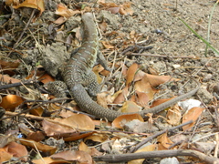 Pholidoscelis griswoldi