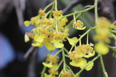 Trichocentrum lacerum