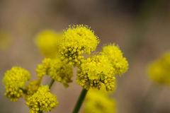 Eriogonum nudum westonii