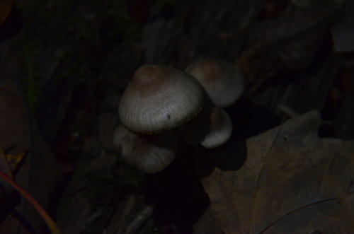 Mycena inclinata