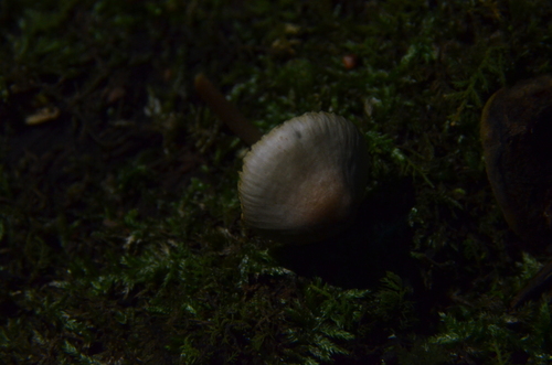 Mycena inclinata (Photo 2 of 3)